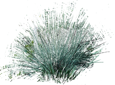 Blue Oat Grass